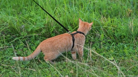 A young orange cat is seen walking on a leash through green grass in an outdoor Stock-Footage 345879064