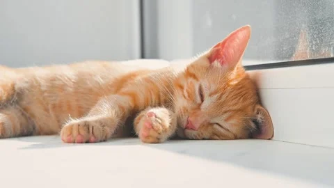 A young orange cat is sleeping soundly on a warm surface by a window. The 库存影片 344674912