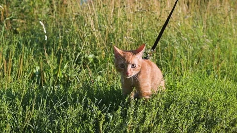 A young orange cat walks on a leash in a grassy area during daylight. The cat Stock Footage 345879008