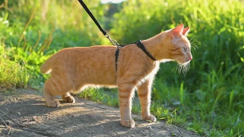 A young orange cat walks on a leash in a grassy outdoor space. The cat pauses Stock Footage 345879427