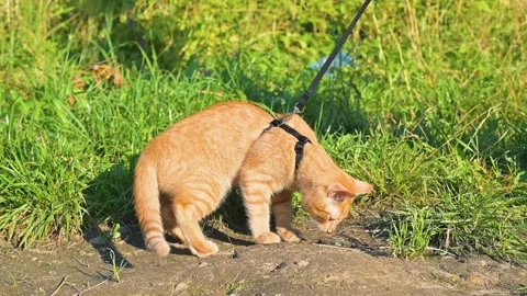 A young orange cat walks on a leash in a grassy area, curiously exploring the Stock Footage 345879437