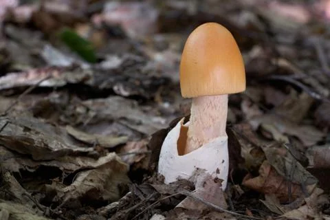 Young orange edible mushroom Amanita crocea growing in the leaves. Stock Photos