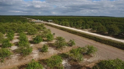 Young orange grove Vídeos de archivo 100613351