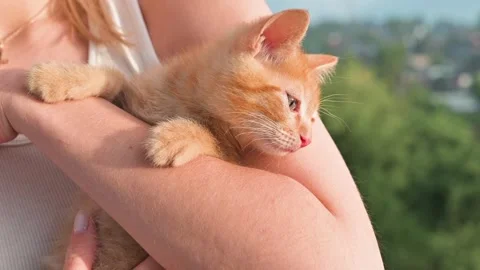 A young orange kitten is being held gently in the arms of a person outdoors. The Vídeos de archivo 344450654
