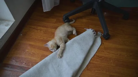 A young orange kitten is engaged in play as it interacts with a small rug on the Vídeos de archivo 344451068