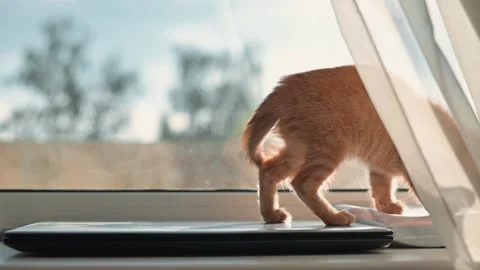 A young orange kitten interacts with a laptop positioned by a window. The Stock Footage 339025401