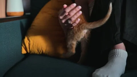 A young orange kitten interacts with a person, showing curiosity while exploring Stockbeeldmateriaal 344451281