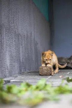 A young orange kitten interacts with a small stone on the ground in a narrow  Stock-Fotos