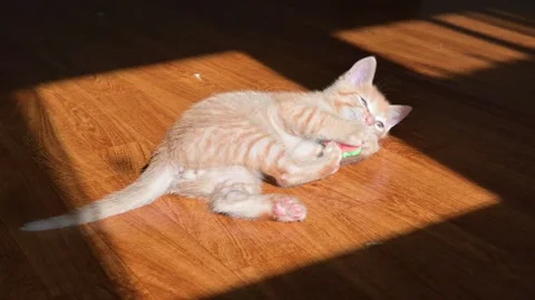 A young orange kitten playfully rolls on a warm wooden floor, enjoying the Stock Footage 339025258