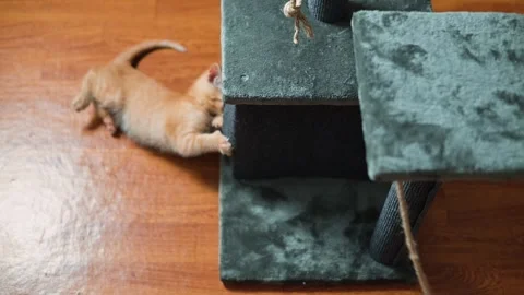 A young orange kitten plays and climbs on a cat tree. The kitten jumps and Stock-Footage 339025627