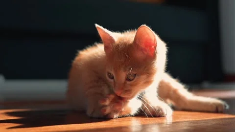 A young orange kitten plays with its paws while resting on a wooden floor. The Stock Footage 339025095