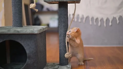 A young orange kitten plays with a scratching post, climbing and pawing at a Stock Footage 339025320