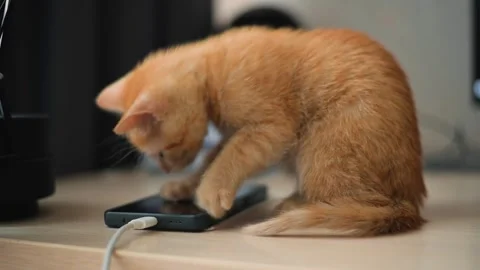 A young orange kitten is seen exploring a smartphone placed on a table. The Stock Footage 339024948