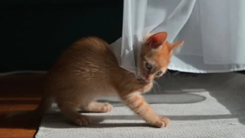A young orange kitten is seen playing and exploring behind a curtain in a cozy Video stock 339025339