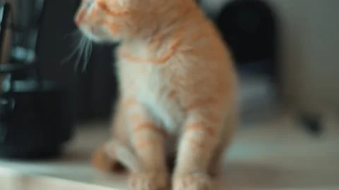 A young orange kitten wanders around a room, showing curiosity as it explores Stock Footage 339024841