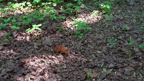 A young orange squirrel jumps lightly and gracefully on the ground. Stock Footage 201157468