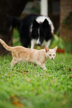 Young orange striped cat playing in the garden Stock Photos
