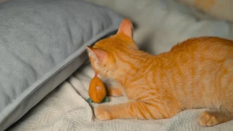 A young orange tabby cat interacts with a small toy mouse on a soft blanket 스톡 동영상 344675123