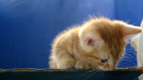 Young orange tabby cat looks on blue background 库存影片 337694407