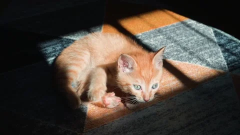 A young, orange tabby cat sleeps peacefully on a wooden floor in warm sunlight. Video stock 339025686