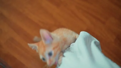 A young orange tabby kitten plays with a piece of fabric in an indoor space. The Stock Footage 339024827