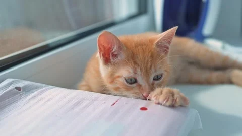 A young orange tabby kitten is seen playing on a window sill, pawing at a piece Stockbeeldmateriaal 344440400