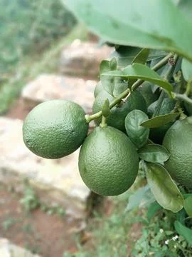 Young oranges Stock Photos