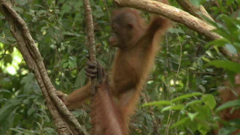Young Orangutan Swinging Down The Tree, Borneo, Indonesia Stock Footage 142924331
