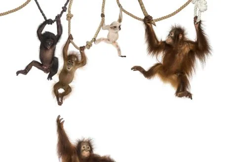 Young Orangutan, young Pileated Gibbon and young Bonobo hanging on ropes against Stock Photos