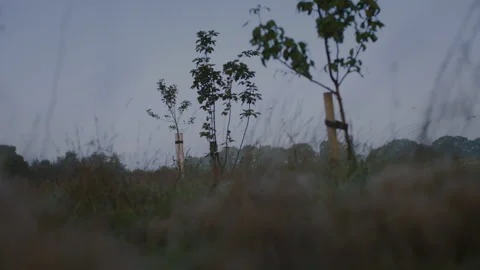 Young Orchard Ambition Stock Footage 262575177