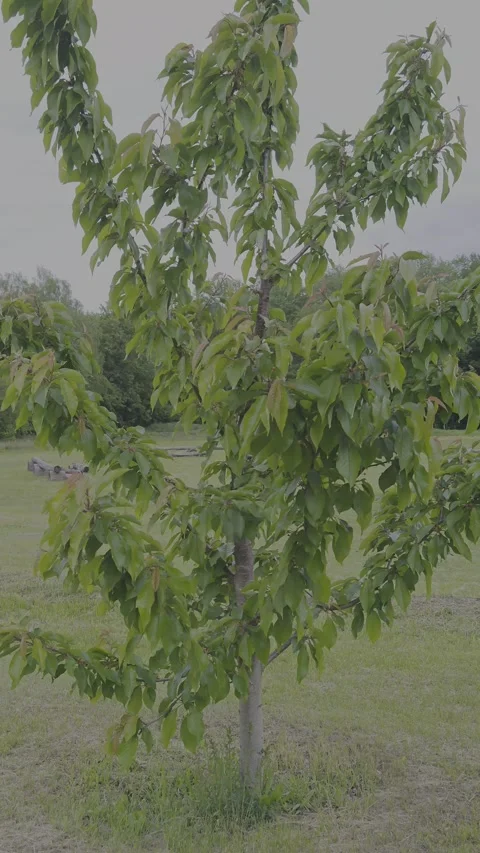 Young orchard Stock Footage 310633018