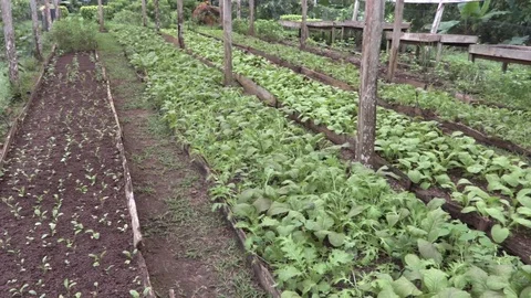 Young Organic Crops Stock Footage 76312709