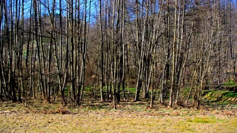 Young organic forest environment. Vidéo 152951693