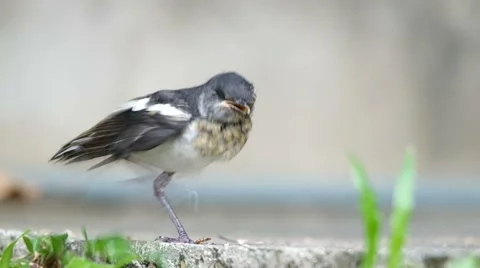 Young oriental magpie-robin calling the parent Stock Footage 49897103