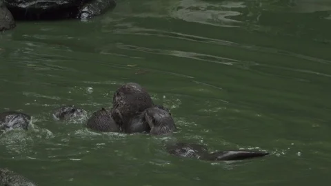 Young Oriental small-clawed otters (Aonyx cinereus) playing in the water. Stock Footage 115660879