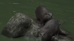 Asian Small-Clawed Otters (Aonyx Cinereus)