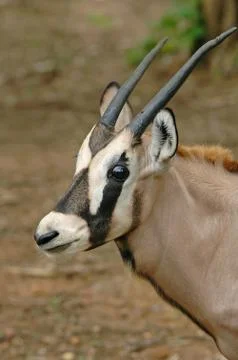Young oryx Foto stock