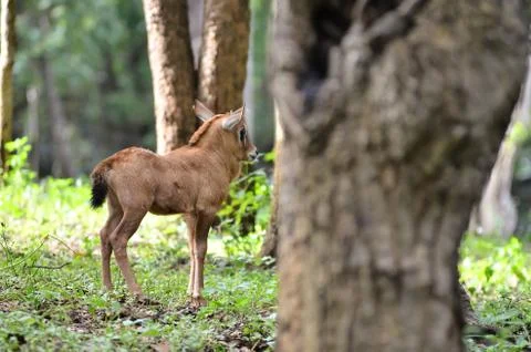 Young oryx Foto stock