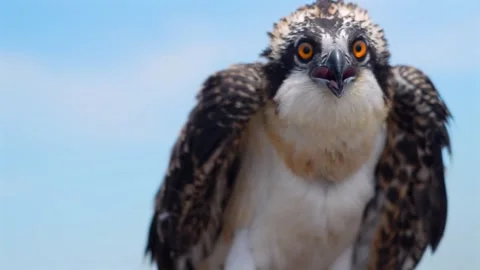 Young Osprey Bird Stock Footage 315779139
