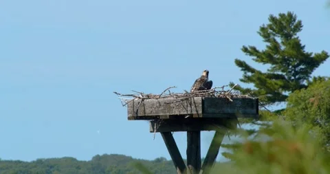 Young Osprey perched high in a nest ready to take its first flight anytime soon Stock-Footage 136987904