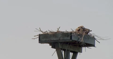 Young Osprey perched high in a nest ready to take its first flight anytime soon Stock Footage 136988713