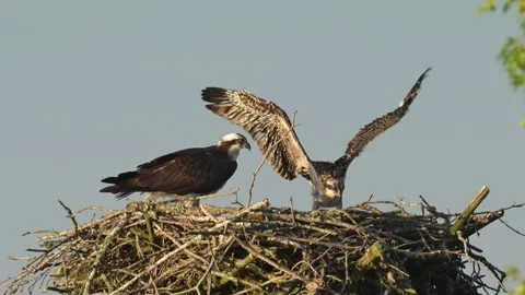 Young Osprey Preparing for It's First Flight as Adult Looks On Video stock 277375190