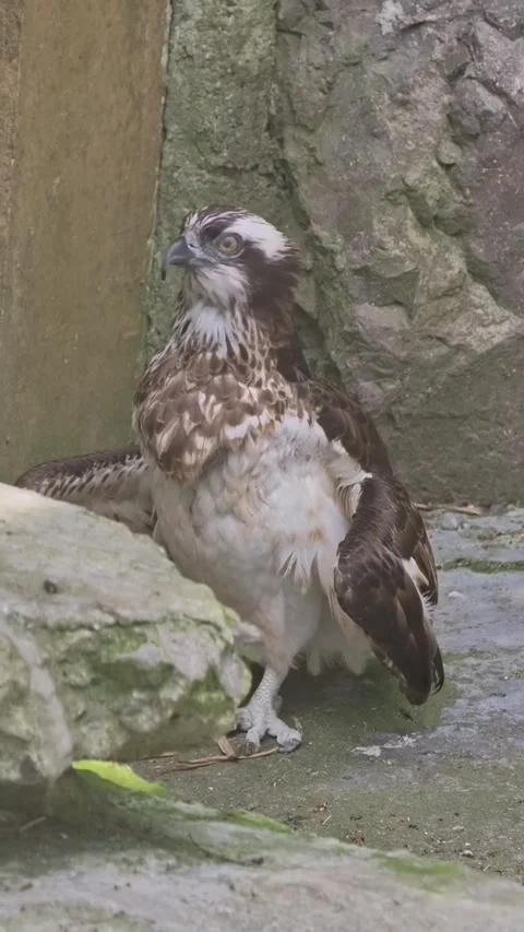 A young osprey standing on a rocky surface with wings partially spread Stock Footage 335049780