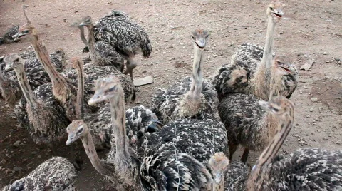 Young ostrich Stock Footage 727759