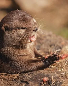 Young otter at dinner time Stock Photos