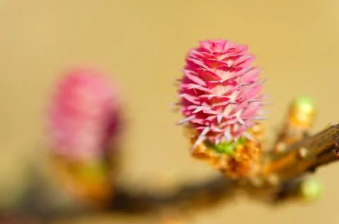 Young ovulate cones of larch tree Stock Photos