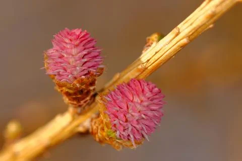 Young ovulate cones of larch tree Foto stock