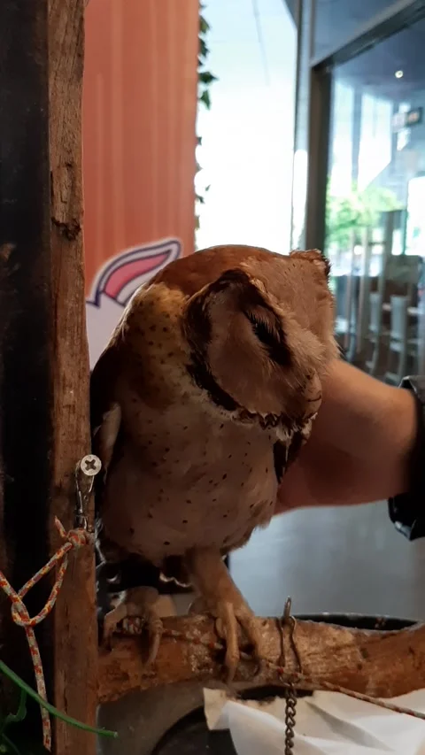 Young Owl, Carressed Video stock 246798597