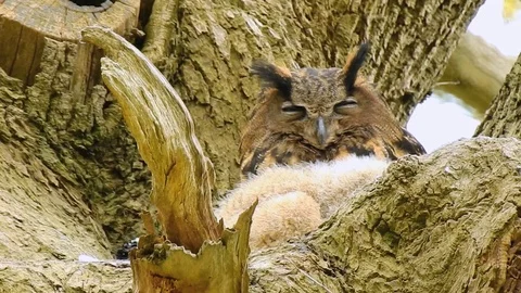 Young Owl with a Parent Stock Footage 102837413