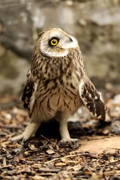 Young owl Stock Photos